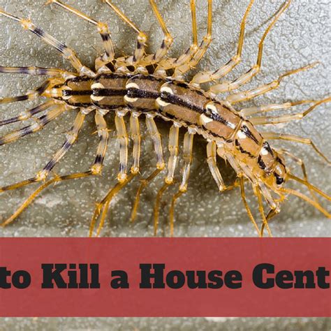 centipede larva|how to get rid of house centipedes.